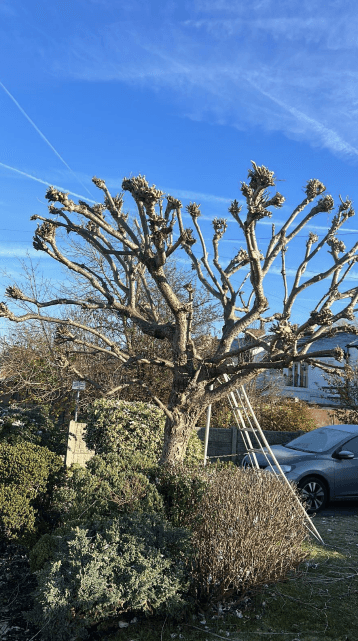 Tree Services Stalybridge